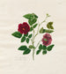 Rosa de China oscura - Mary Lawrence — vista de la obra