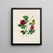 Rosa de China oscura - Mary Lawrence — cuadro enmarcado en la pared