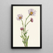 Vergerette de Alaska Erigeron salsuginosus - Mary Vaux Walcott — cuadro enmarcado en la pared