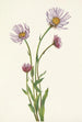 Vergerette de Alaska Erigeron salsuginosus - Mary Vaux Walcott — vista de la obra