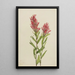 Castilléjie de l'Alberta Castilleja miniata - Mary Vaux Walcott — cuadro enmarcado en la pared