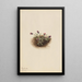 Vergerette alpina Erigeron unalaschcensis - Mary Vaux Walcott — cuadro enmarcado en la pared