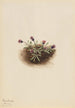 Vergerette alpina Erigeron unalaschcensis - Mary Vaux Walcott — vista de la obra
