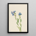 Myosotis de los Alpes Myosotis alpestris - Mary Vaux Walcott — cuadro enmarcado en la pared