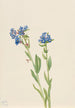 Myosotis de los Alpes Myosotis alpestris - Mary Vaux Walcott — vista de la obra