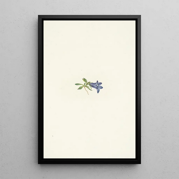 Mary Vaux Walcott - Alpine Harebell Campanula lasiocarpa.webp