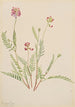 Vesce alpino Astragalus bourgovii - Mary Vaux Walcott — vista de la obra