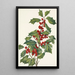 Holly American Ilex opaca - Mary Vaux Walcott — framed artwork on a wall