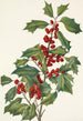 Holly American Ilex opaca - Mary Vaux Walcott — artwork view