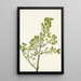 Gui estadounidense Phoradendron flavescens - Mary Vaux Walcott — cuadro enmarcado en la pared