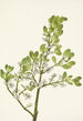 Gui estadounidense Phoradendron flavescens - Mary Vaux Walcott — vista de la obra