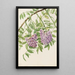American Wisteria Kraunhia frutescens - Mary Vaux Walcott — framed artwork on a wall