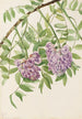 American Wisteria Kraunhia frutescens - Mary Vaux Walcott — artwork view