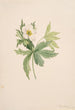 Anémone del Canadá Anemone canadensis - Mary Vaux Walcott — vista de la obra