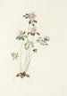 Anémonelle Syndesmon thalictroides - Mary Vaux Walcott — vista de la obra