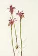 Aréthuse Arethusa bulbosa - Mary Vaux Walcott — vista de la obra
