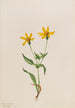 Arnica alpina Arnica alpina - Mary Vaux Walcott — vista de la obra