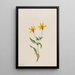 Arnica alpina Arnica alpina - Mary Vaux Walcott — cuadro enmarcado en la pared