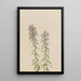 Aster Aster hirariifolius - Mary Vaux Walcott — cuadro enmarcado en la pared