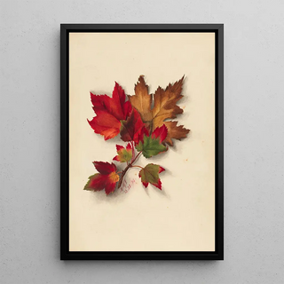 Mary Vaux Walcott - Autumn Leaves 2.webp