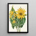 Balsamorhize sagittée Balsamorhiza sagittata - Mary Vaux Walcott — cuadro enmarcado en la pared