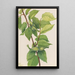 Hazelnut with Corylus rostrata beak - Mary Vaux Walcott — framed artwork on a wall
