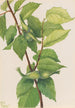 Hazelnut with Corylus rostrata beak - Mary Vaux Walcott — artwork view
