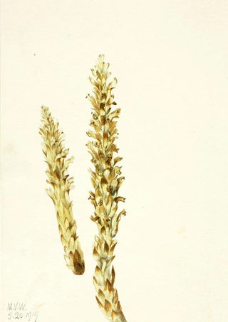 Mary Vaux Walcott - Bear Corn Conopholis americana.webp