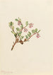 Busserole Arctostaphylos uvaursi - Mary Vaux Walcott — vista de la obra