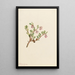 Busserole Arctostaphylos uvaursi - Mary Vaux Walcott — cuadro enmarcado en la pared
