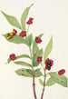Chèvrefeuille involucré Lonicera involucrata - Mary Vaux Walcott — artwork view