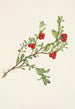 Fruto de arándano arctostaphylos uva-ursi - Mary Vaux Walcott — vista de la obra