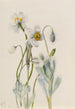 Poppy of Merriam Arctomecon merriami - Mary Vaux Walcott — artwork view