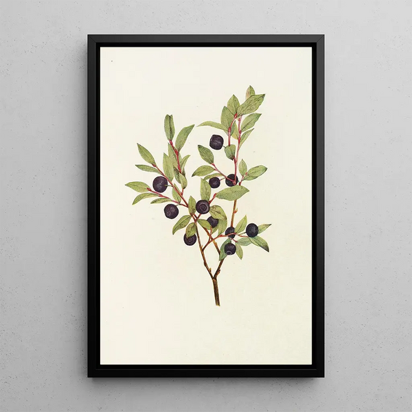 Mary Vaux Walcott - Big Whortleberry Vaccinium membranacea.webp