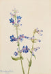 Penstémon barbu Pentstemon - Mary Vaux Walcott — artwork view