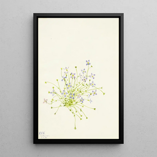 Mary Vaux Walcott - Bluets Houstonia serpyllifolia.webp