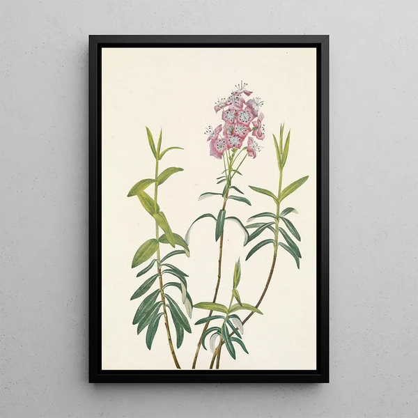 Mary Vaux Walcott - Bog Kalmia Kalmia Polifolia.webp