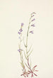 Lobélie de los arroyos Lobelia kalmii - Mary Vaux Walcott — vista de la obra