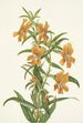 Diplacus longiflorus - Mary Vaux Walcott — vista de la obra