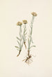 Antennaria luzuloides - Mary Vaux Walcott — vista de la obra