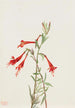 Fucsia de California Zauschneria californica - Mary Vaux Walcott — vista de la obra
