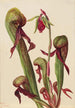 Sarracénie de Californie Chrysamphora californica - Mary Vaux Walcott — vista de la obra