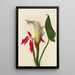 Arum - Mary Vaux Walcott — cuadro enmarcado en la pared