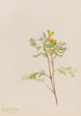 Capnoides aureum - Mary Vaux Walcott — vista de la obra