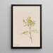 Capnoides aureum - Mary Vaux Walcott — cuadro enmarcado en la pared