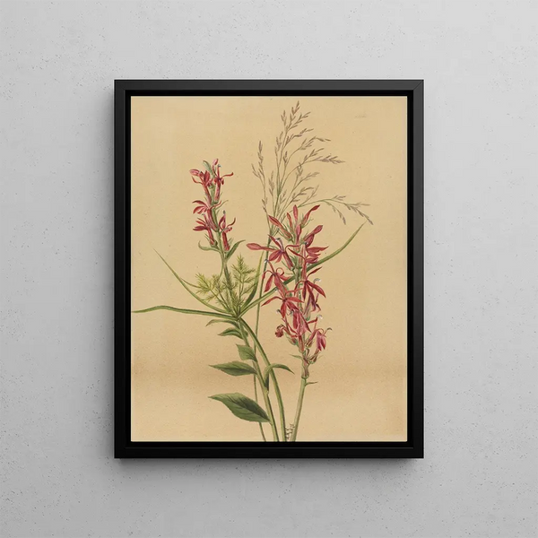 Mary Vaux Walcott - Cardinal Flower Lobelia cardinalis.webp