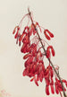 Arce de Caroline Acer carolinianum - Mary Vaux Walcott — vista de la obra