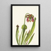 Sarracénie de Catesby Sarracenia catesbaei - Mary Vaux Walcott — cuadro enmarcado en la pared