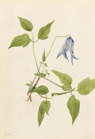 Mary Vaux Walcott - Columbia Clematis Clematis columbiana.webp