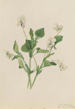 Mary Vaux Walcott - Cream Violet Viola striata.webp